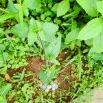 Ageratum conyzoides 葉