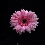 Gerbera jamesonii Květ