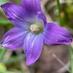 Romulea ligustica 花