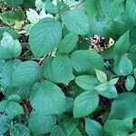 Rubus vestitus Blatt