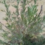 Artemisia santonicum