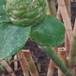 Costus dubius Leaf