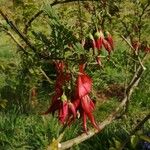 Clianthus puniceus Flor