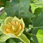 Liriodendron tulipifera Flower