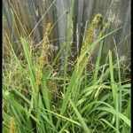 Lomandra longifolia Hoja