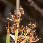 Juncus acutus Φρούτο