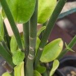 Euphorbia bracteata Leaf