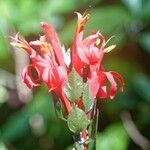 Pachystachys spicata Flower