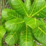 Anacardium occidentale पत्ता