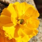 Ranunculus asiaticusBlomst