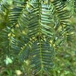 Torreya nucifera 叶