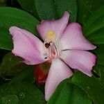 Blakea gracilis Flor