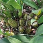 Gomesa bifolia Otro