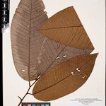 Annona neoinsignis Leaf