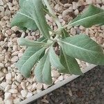 Salvia apiana Blatt