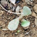 Kalanchoe pumila Hoja