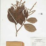 Licania sandwithii Leaf