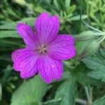 Geranium × oxonianum Flor