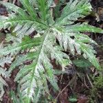 Hemionitis querquobadii Frunză