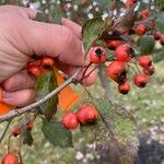 Crataegus viridis Gyümölcs