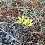 Gagea bohemica Flower