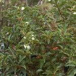 Archirhodomyrtus turbinata Alkat (teljes növény)