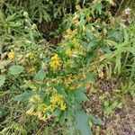 Solidago virgaurea花