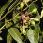 Guatteria dolichopoda Fruit