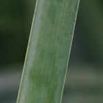 Hymenocallis caribaea Rinde