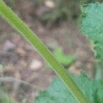 Phacelia viscida Lubje