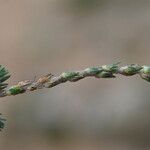 Camphorosma monspeliaca Leaf