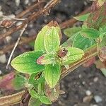 Hypericum orientale Leaf