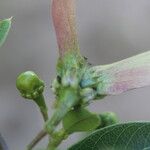 Stigmaphyllon ellipticum Fruto