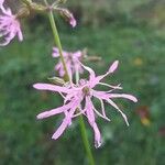 Lychnis flos-cuculi Blüte