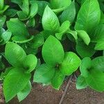 Anthurium jenmanii Leaf