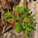 Tripleurospermum maritimum Liść