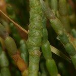 Salicornia perennis Sonstige