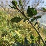 Brassica barrelieri Feuille
