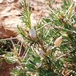 Astragalus armatus Blomma