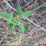 Croton monanthogynus आदत