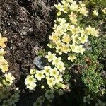 Saxifraga muscoides