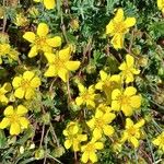 Potentilla verna Blüte
