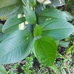 Bellucia grossularioides Leaf