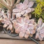 Graptopetalum superbumYaprak