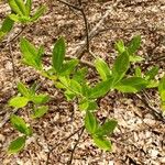 Rhododendron periclymenoides Folha