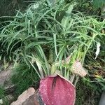 Helicodiceros muscivorus Alkat (teljes növény)