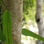 Smilax laurifolia Fuelha