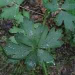 Aquilegia pyrenaica Leaf