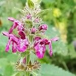 Stachys sylvatica花