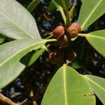 Ficus benghalensis Fruit